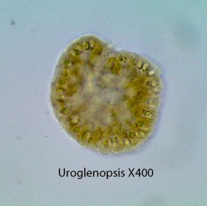 Alga Colonial Uroglenopsis spp