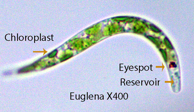 Euglena 22.jpg