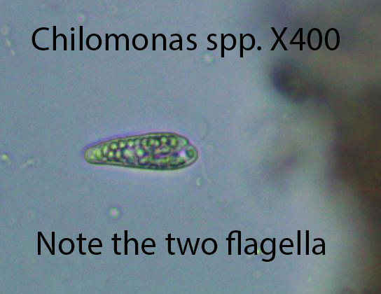 Flagellate  Chilomonas spp