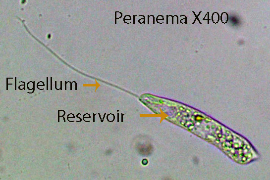 Flagellate Peranema spp, X400