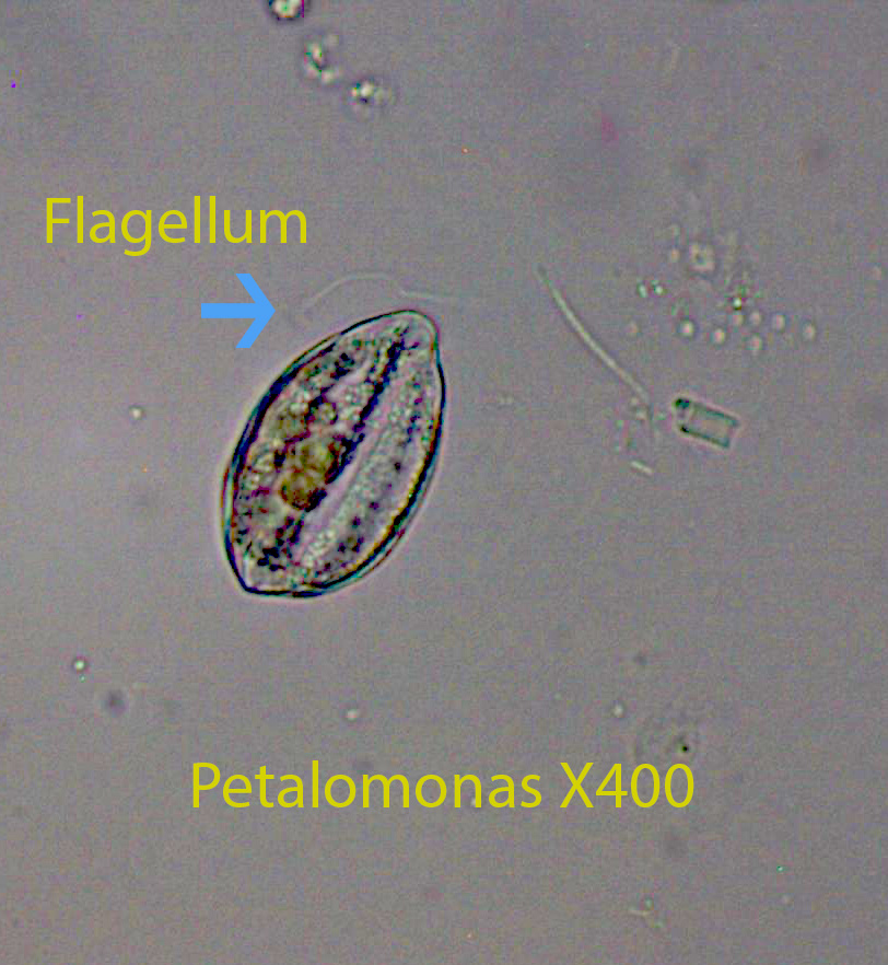 Flagellate Petalomonas spp.jpg