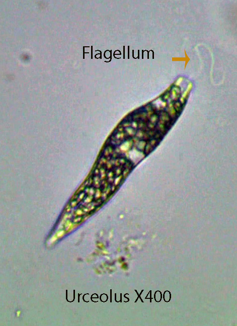 Flagellate Urceolus spp