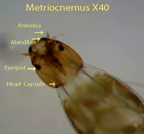 Metriocnemus X40 Chironomidae