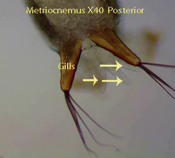 Metriocnemus x40b