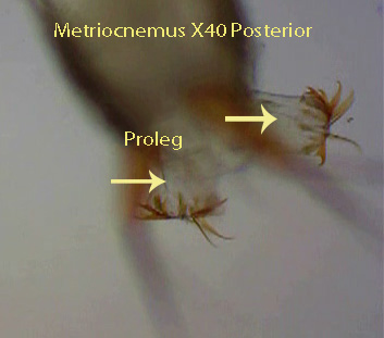 Metriocnemus x40v