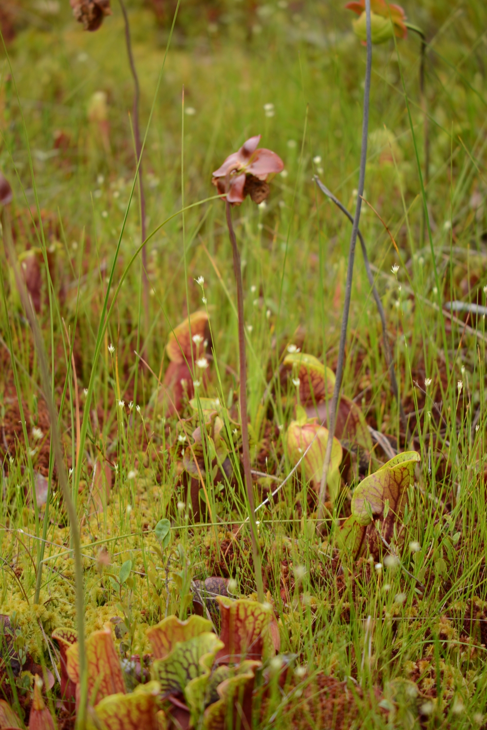 Pitcher Plant with flower Serracenia purpurea July 17 2012 HVNC (109).JPG