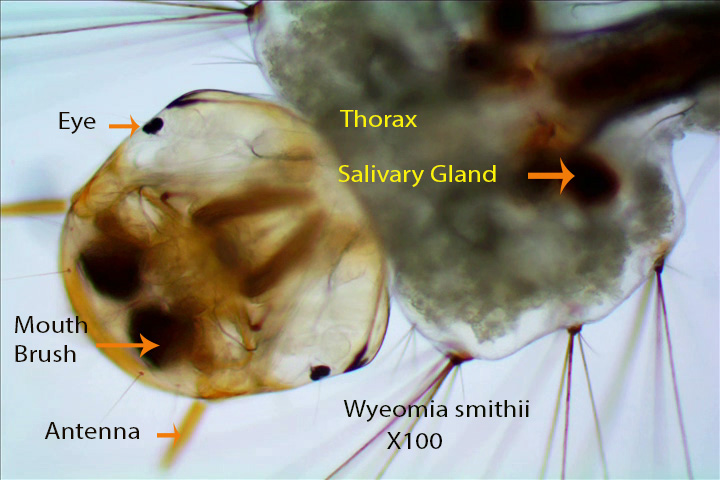 Wyeomia smithii in Pitcher Plant X40 X100 Sidney Bog 2011xxz
